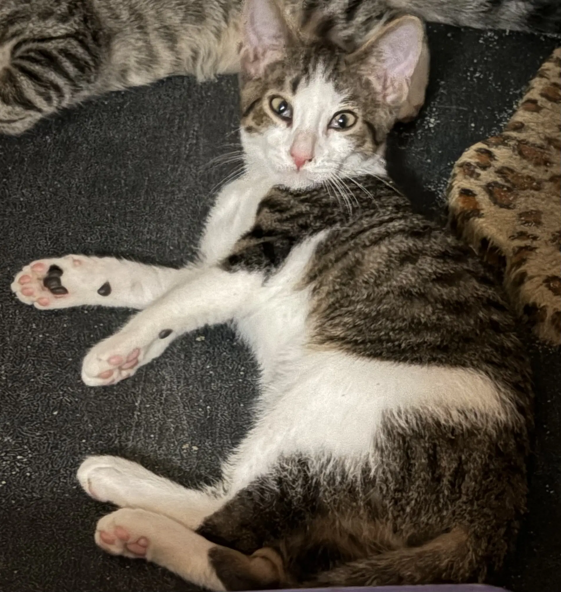 Finn image 3