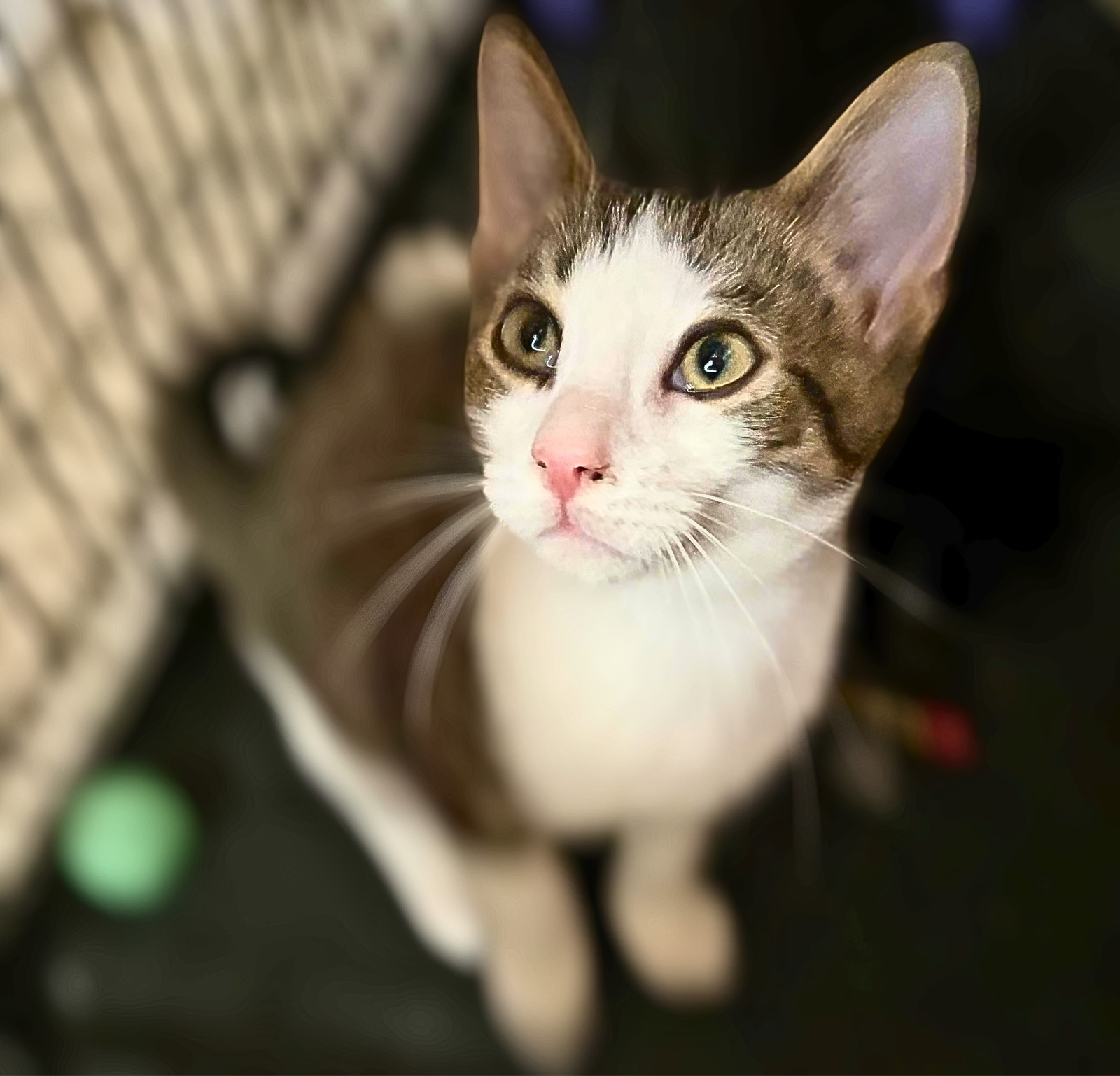 Finn, photo 6