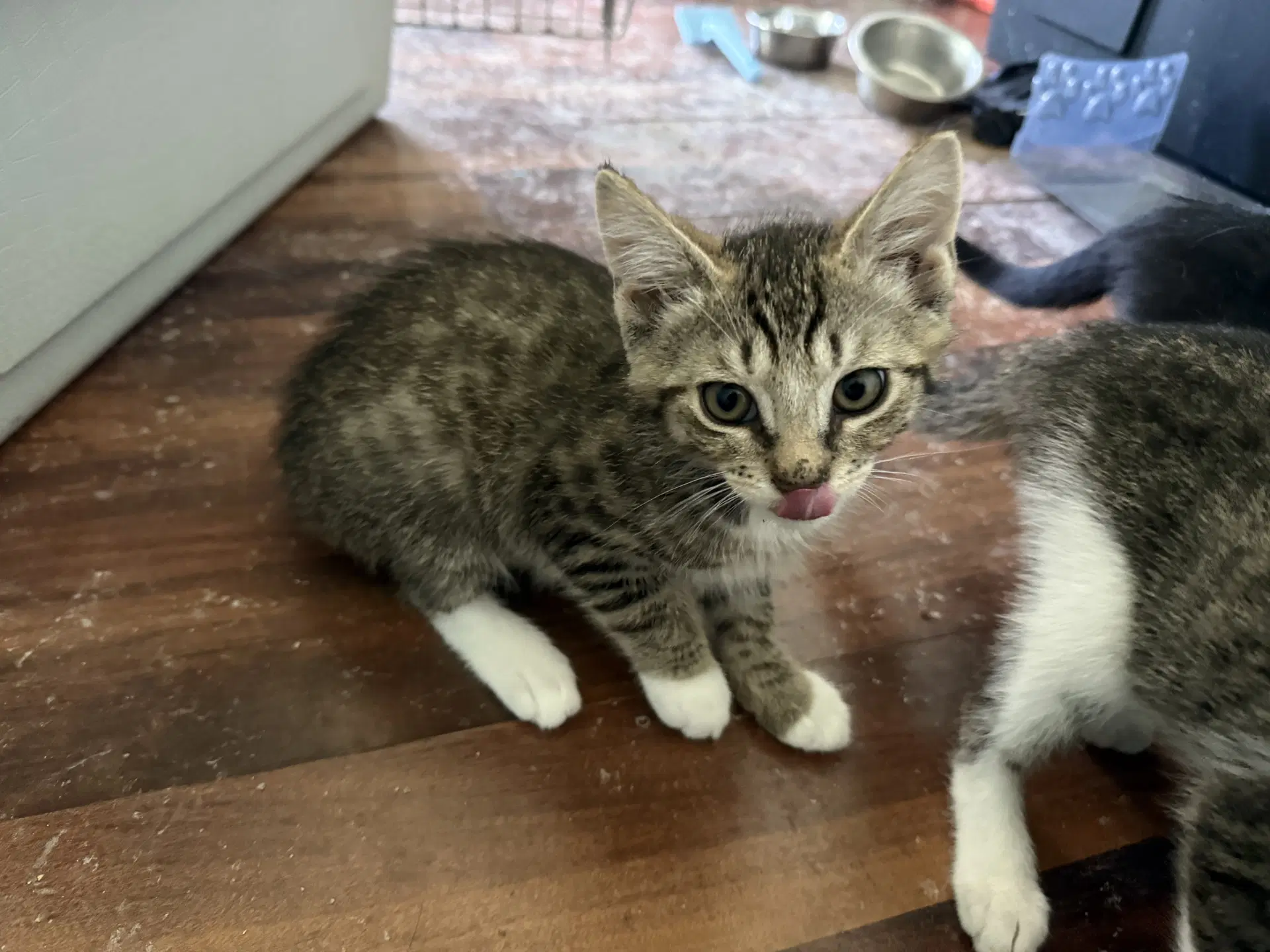 Enzo - Domestic Short Hair