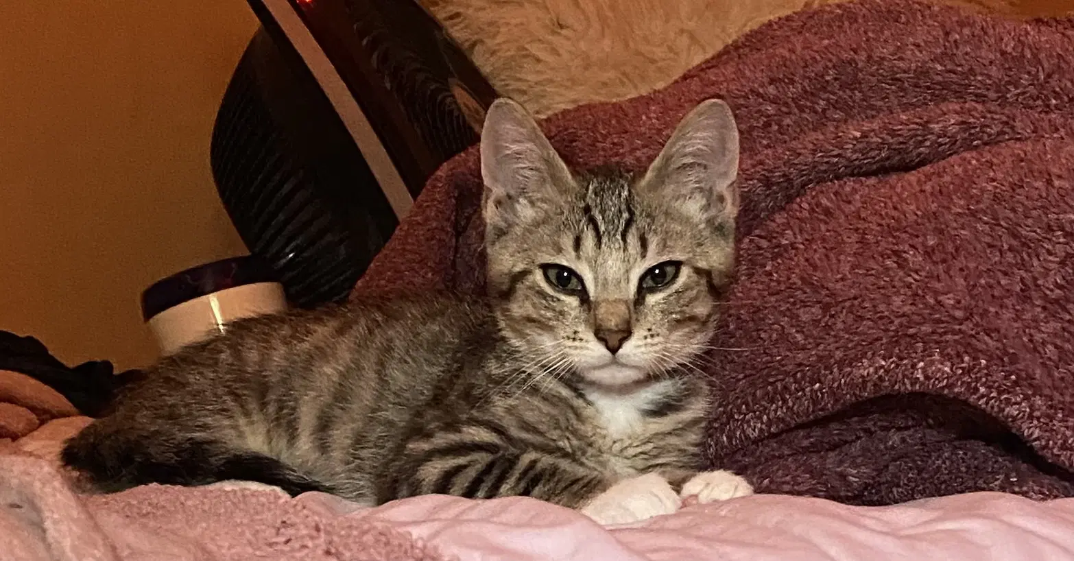 Enzo image 4