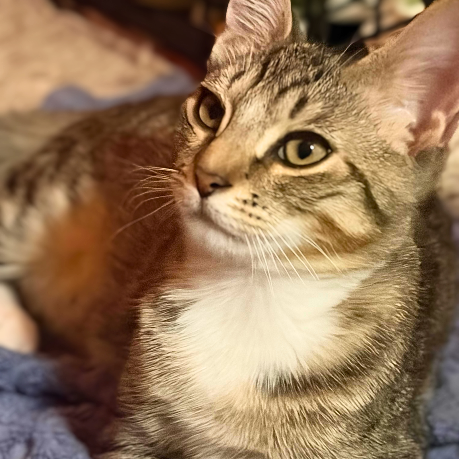 Enzo