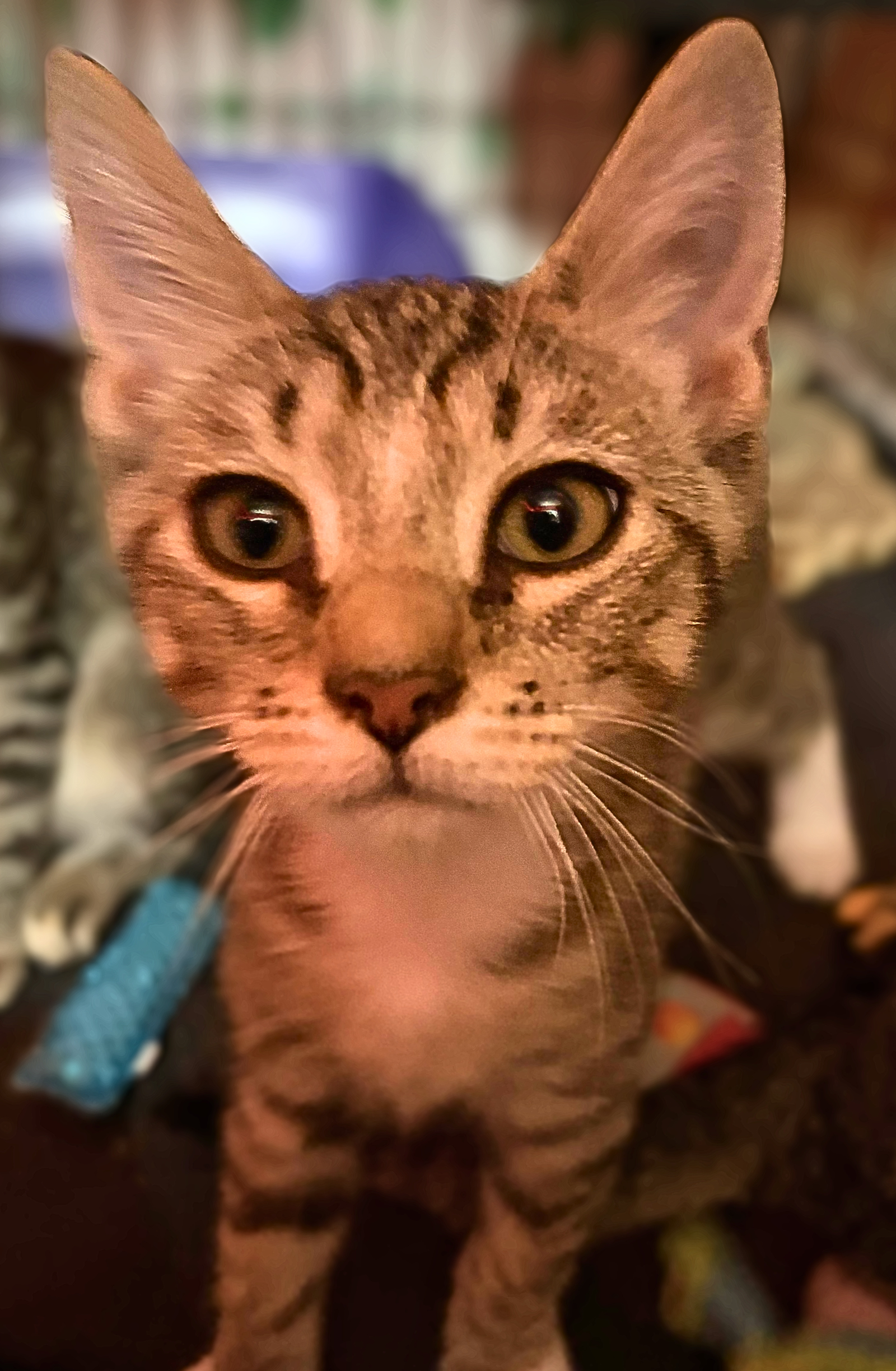 Enzo, photo 2