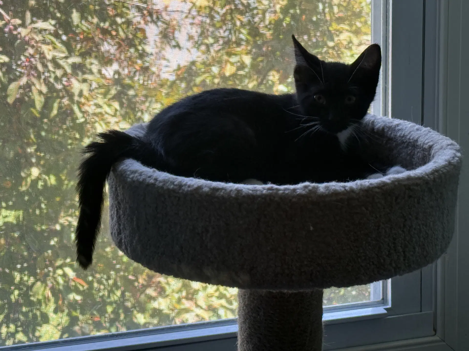 Oz - Domestic Short Hair
