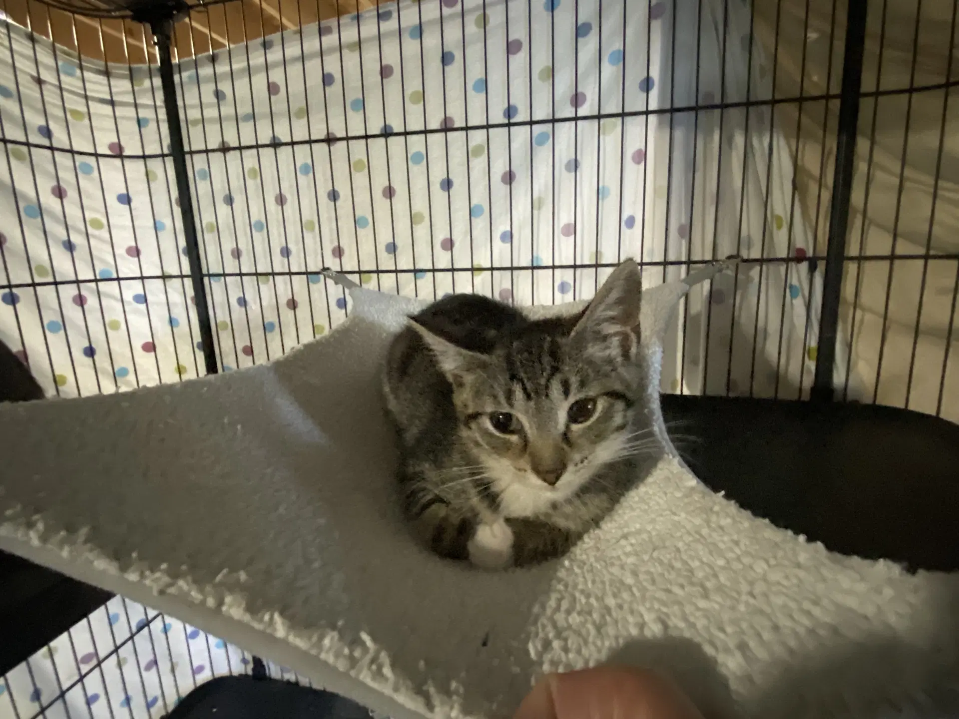 Taro - Domestic Short Hair