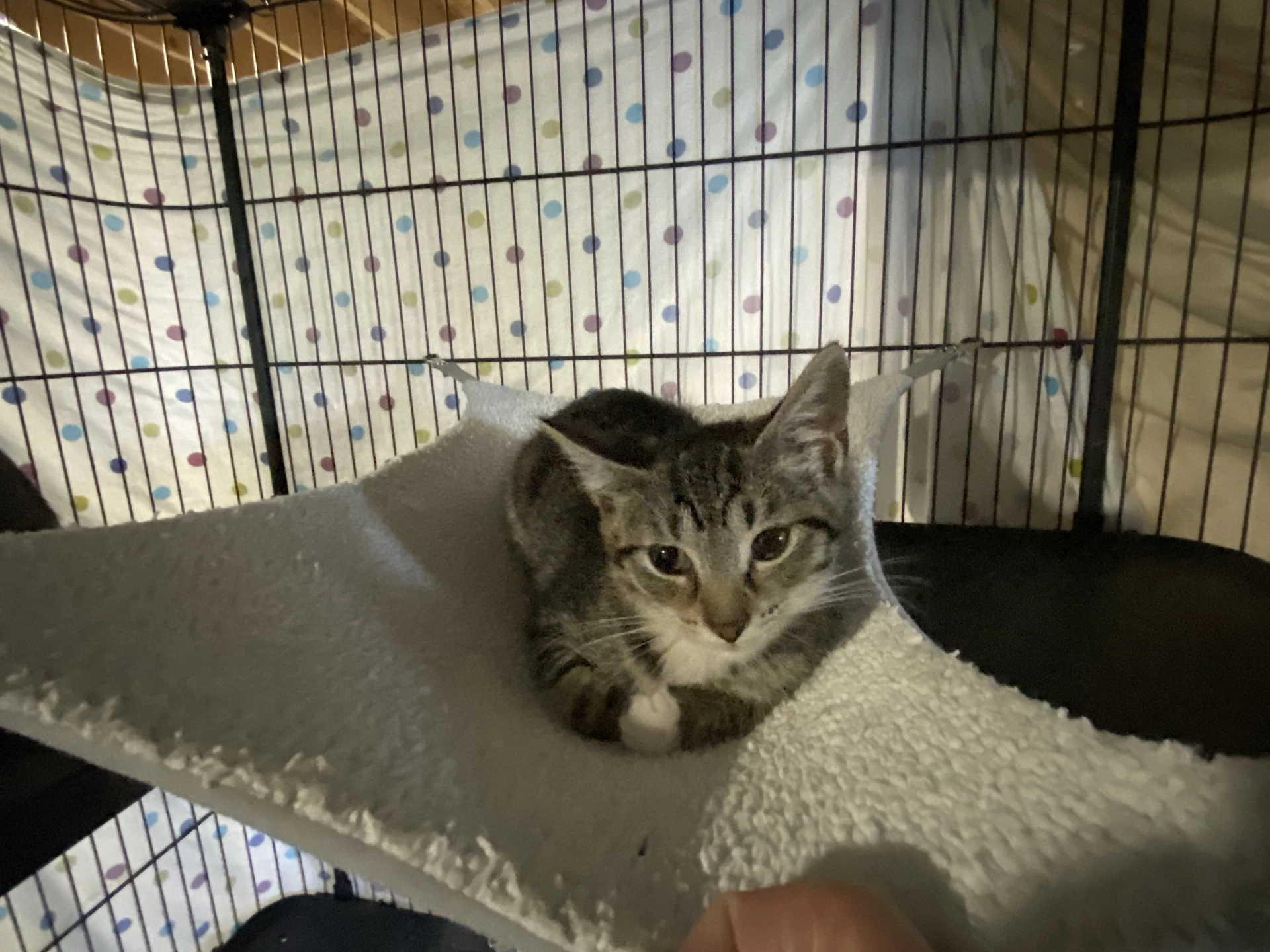 Taro