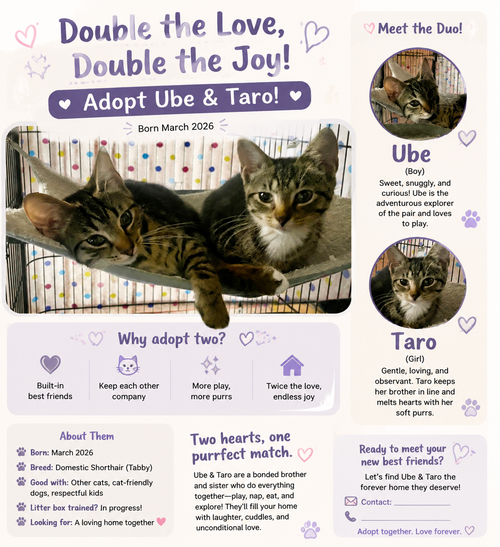 Taro