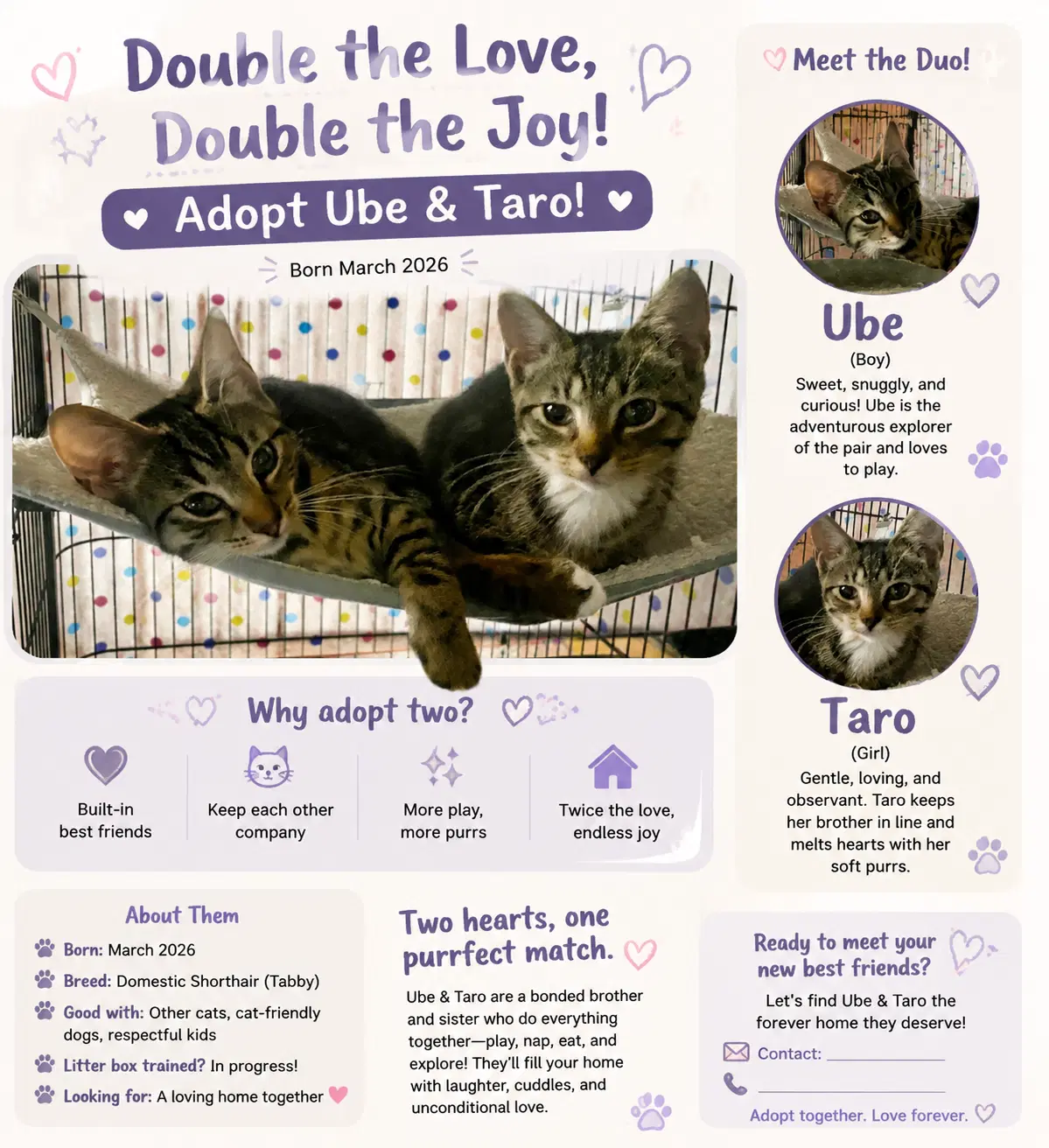Ube - Domestic Short Hair
