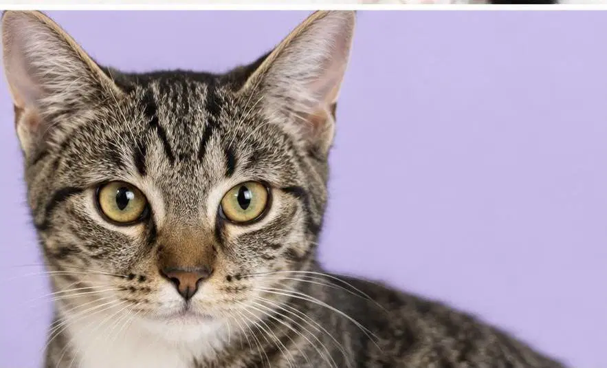 Ube - Domestic Short Hair