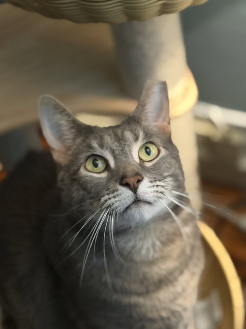 Tom