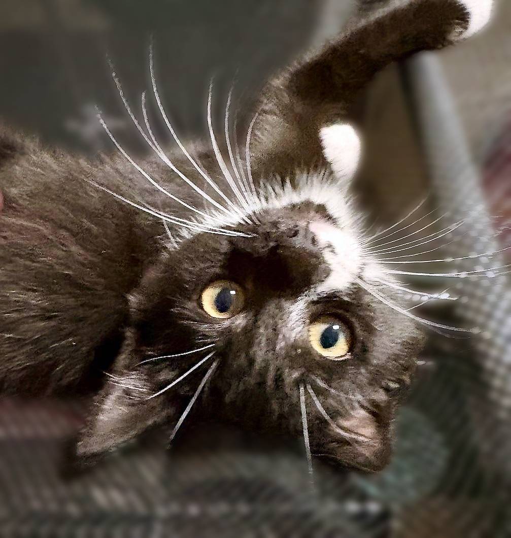 Nessie (bonded with Maise), photo 4