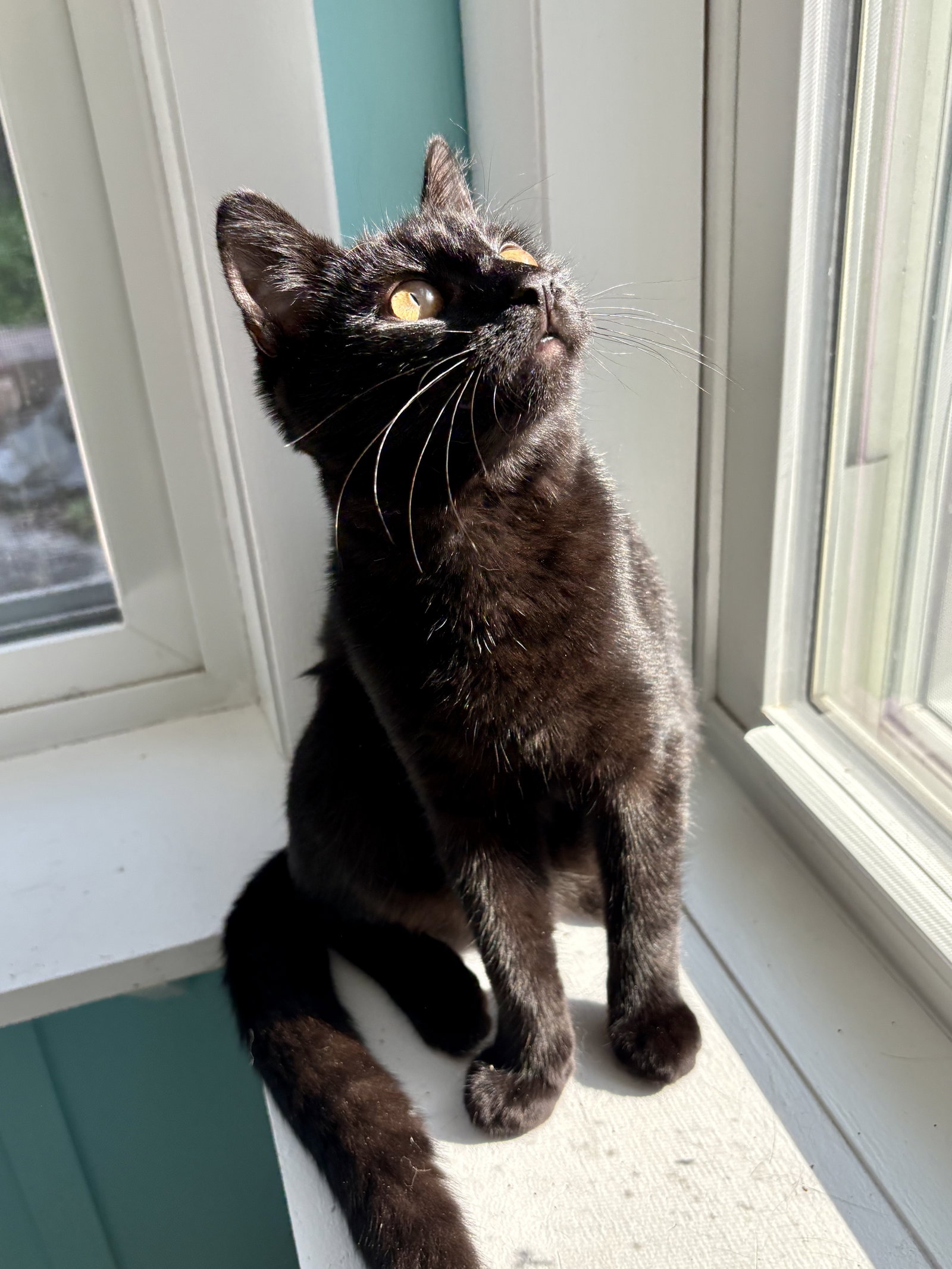 Maisie (bonded with Nessie), photo 7
