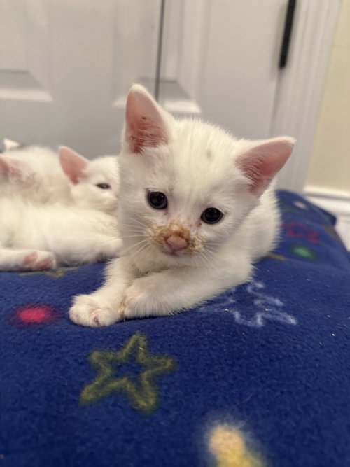 Bon Bon, an adoptable Domestic Short Hair in Lemoyne, PA