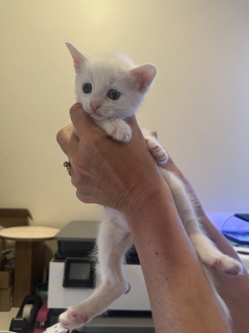Eclair, an adoptable Domestic Short Hair in Lemoyne, PA