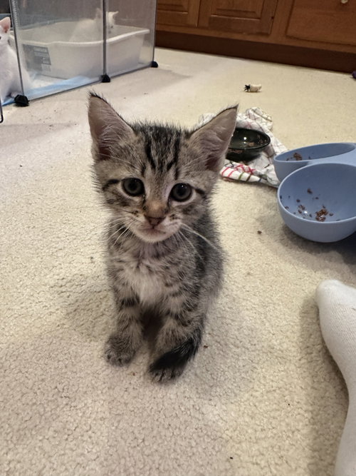 Croissant, an adoptable Domestic Short Hair in Lemoyne, PA