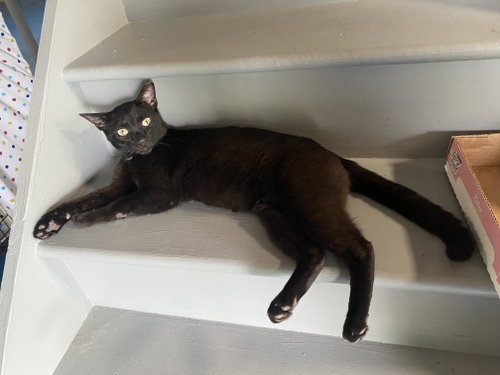 Peabo, Young Domestic Short Hair / Siamese / Mixed (short coat), cat for adoption in Lemoyne, Pennsylvania