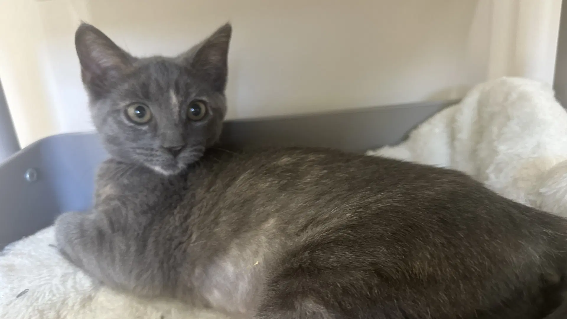 Tahini - Domestic Short Hair