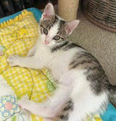 Romeo