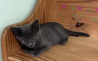 Juliet photo 2