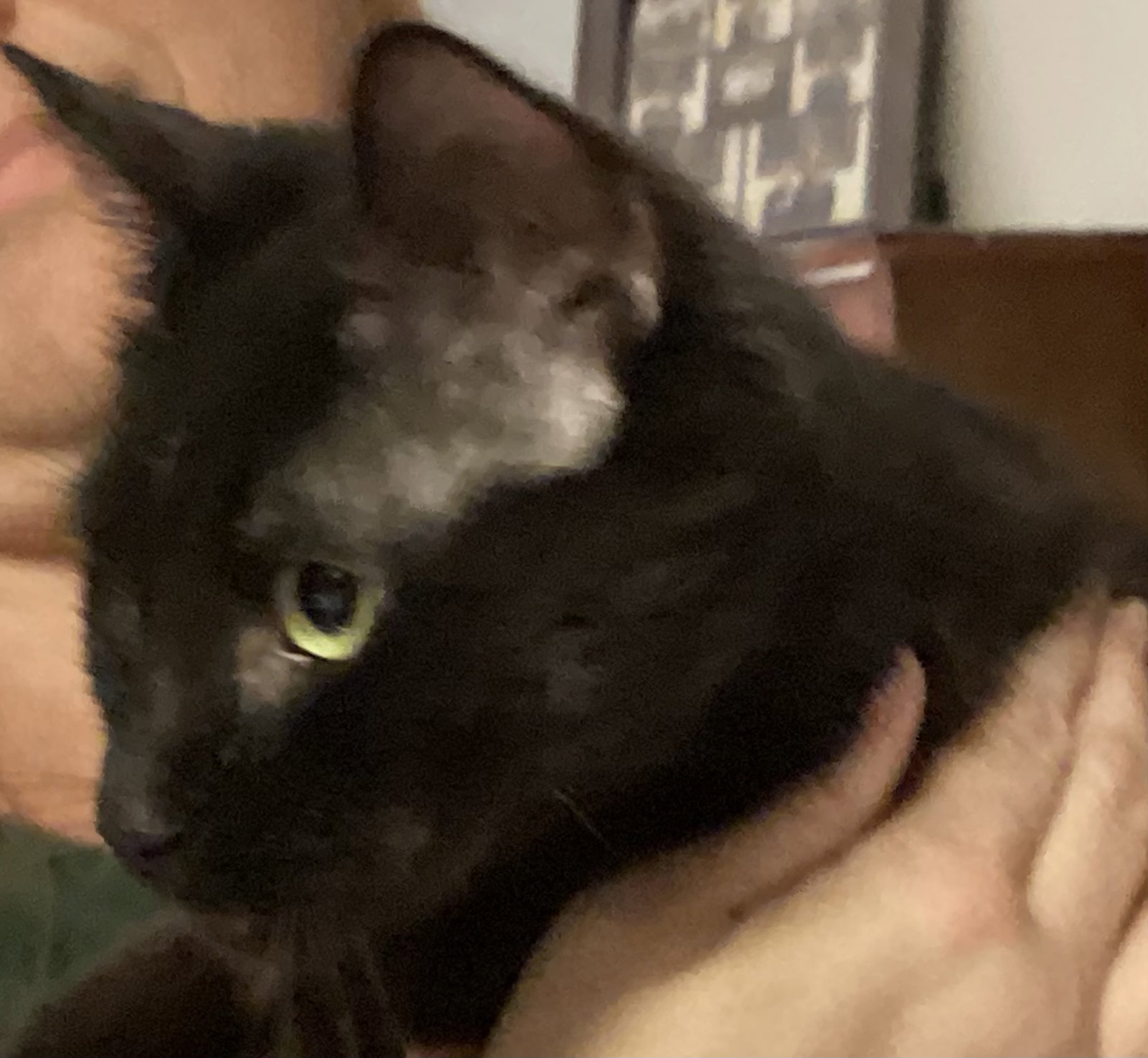 Aberdeen, cat