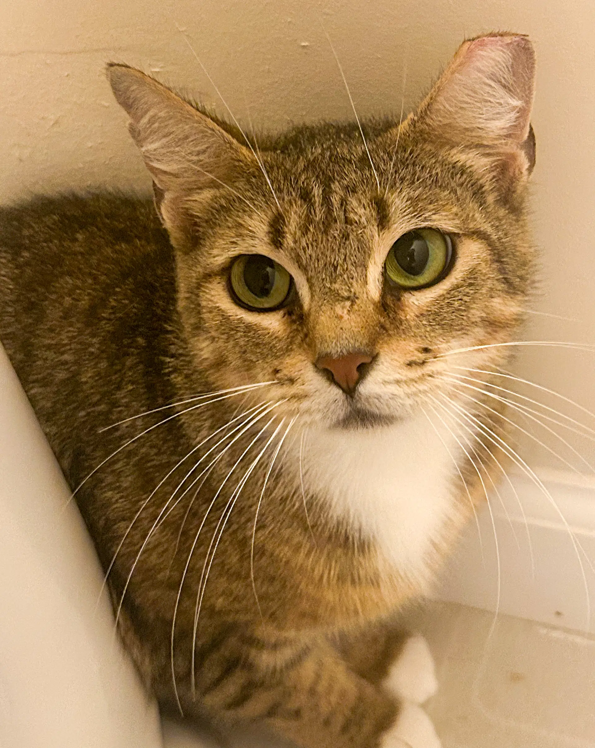 Cora - Domestic Short Hair