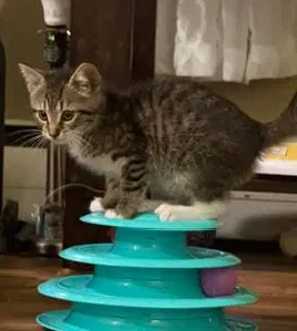 Mr Chip - Domestic Short Hair