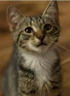 Mr Chip image 3