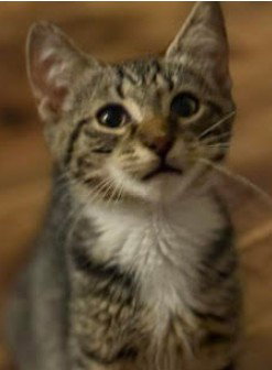 Photo 3 of Mr Chip