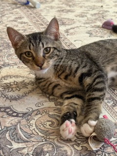 Photo 5 of Mr Chip