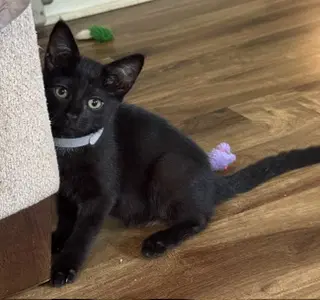 Raven - Domestic Short Hair