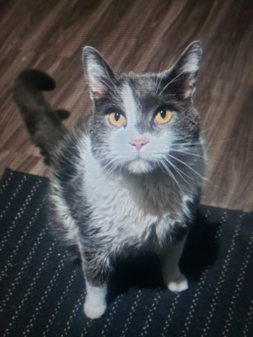 Kota