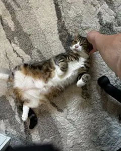 Flossie - Domestic Short Hair