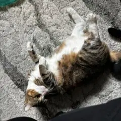 Flossie image 3