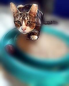 Flossie, a cat for adoption from Loving Care Cat Rescue