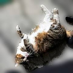 Photo 4 of Flossie