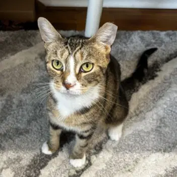 Nan - Domestic Short Hair