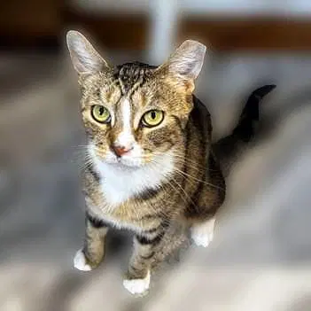 Nan - Domestic Short Hair