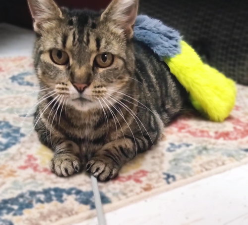 Sussurra, a cat for adoption from Loving Care Cat Rescue