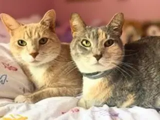 Cassie Bonded With Vader - Domestic Short Hair