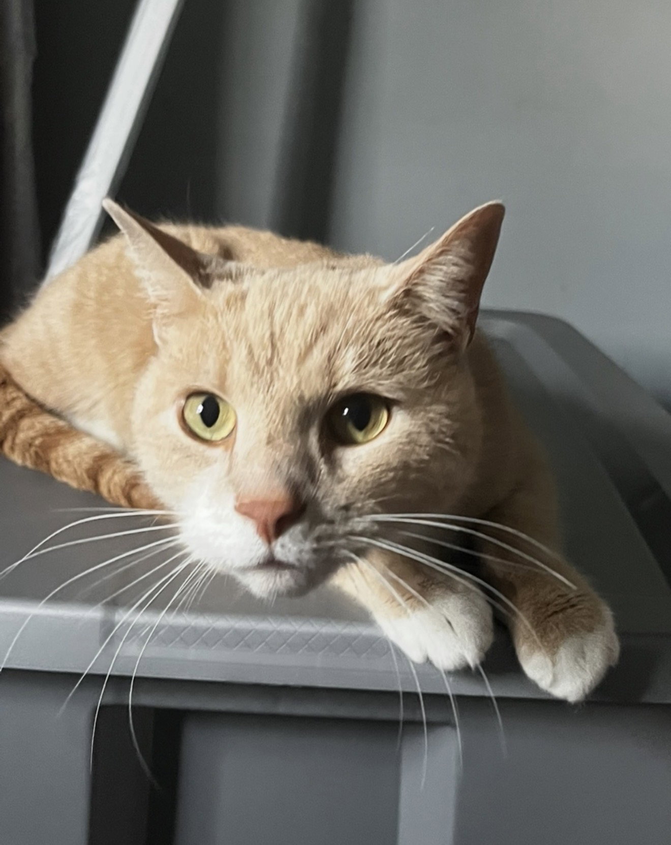 Vader (bonded with Cassie), cat