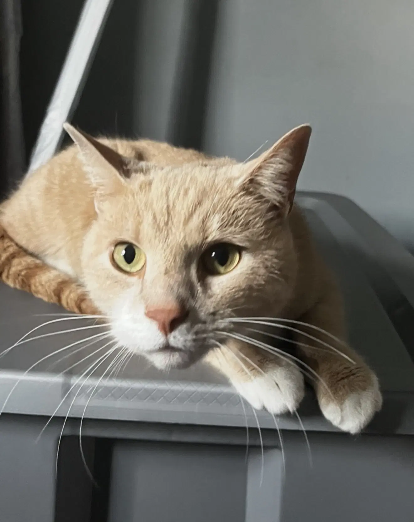 Vader Bonded With Cassie - Domestic Short Hair