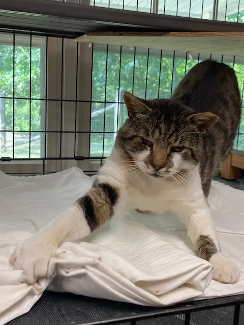 Marksy - Domestic Short Hair