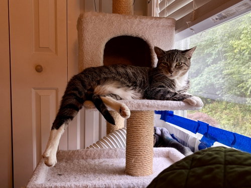 picture of the cat needing adoption