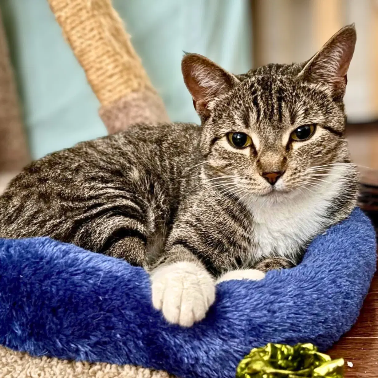 Squeaky - Domestic Short Hair