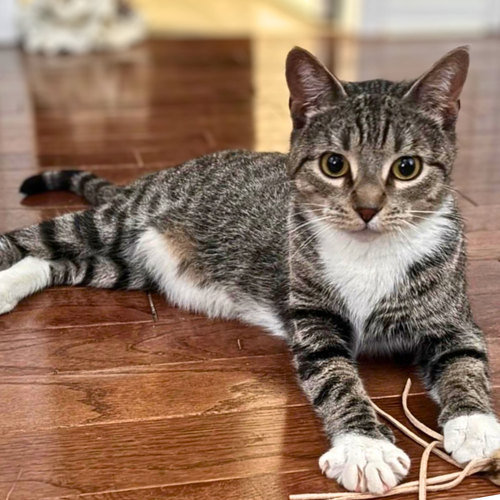 Photo 2 of Squeaky