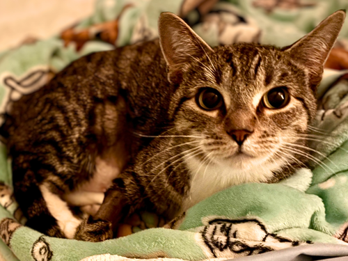 Photo 5 of Squeaky
