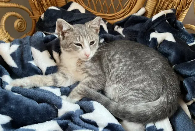 Arabis - Domestic Short Hair