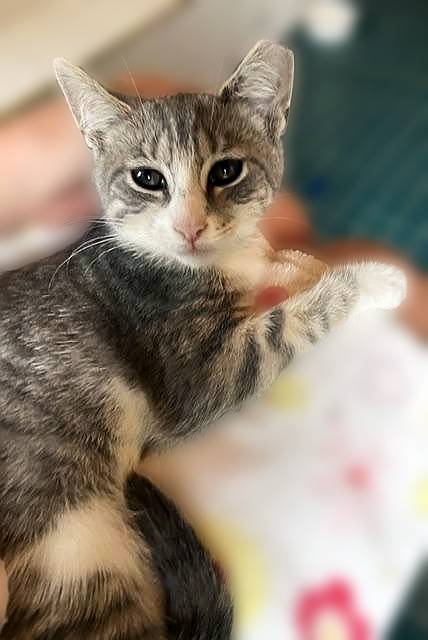 Arabis, a cat for adoption from Loving Care Cat Rescue