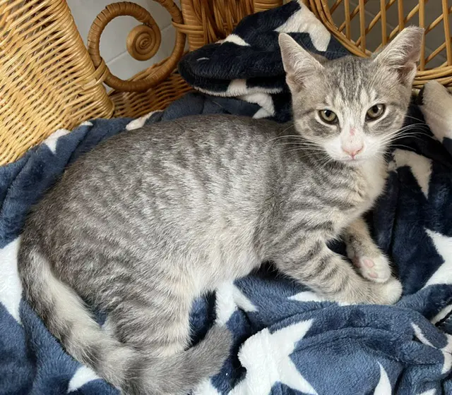 Artemus - Domestic Short Hair