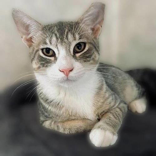 Artemus, a cat for adoption from Loving Care Cat Rescue