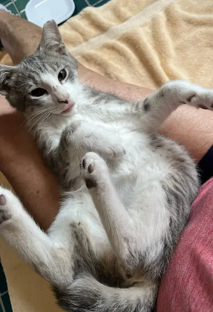 Athos - Domestic Short Hair